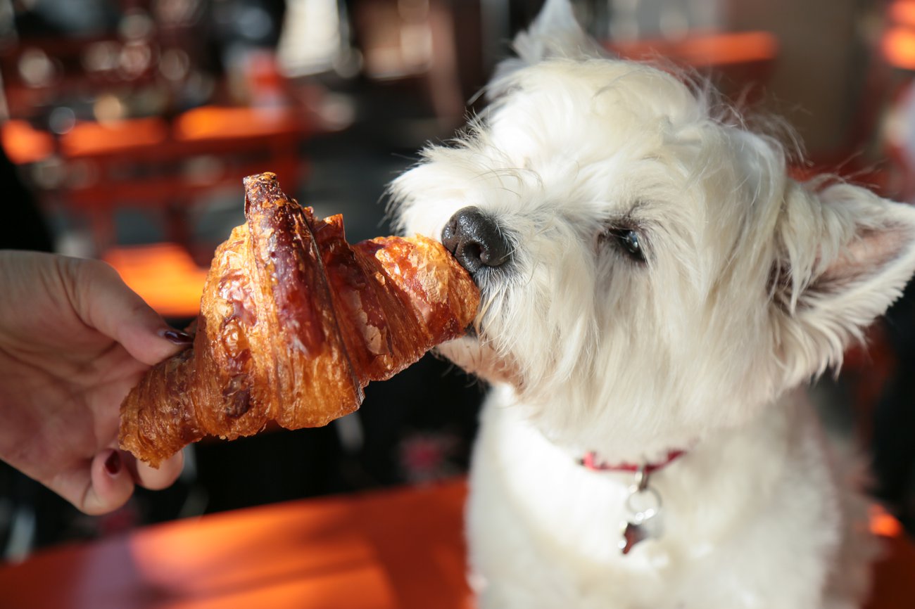 Dog and croissant