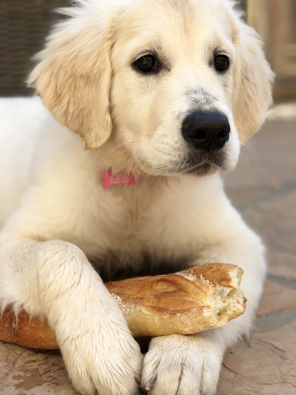 Puppy & baguette